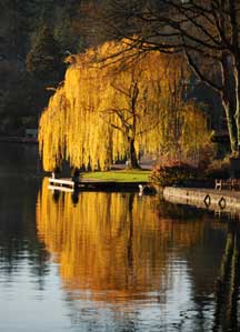 Willow tree photo